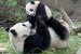 San_Diego_Zoo_s_resident_giant_panda_cub_Yun_Zi_frolic_with_his_mother_Bai_Yun