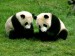 Two-Cute-Giant-Panda-Nice-Picture-450x337